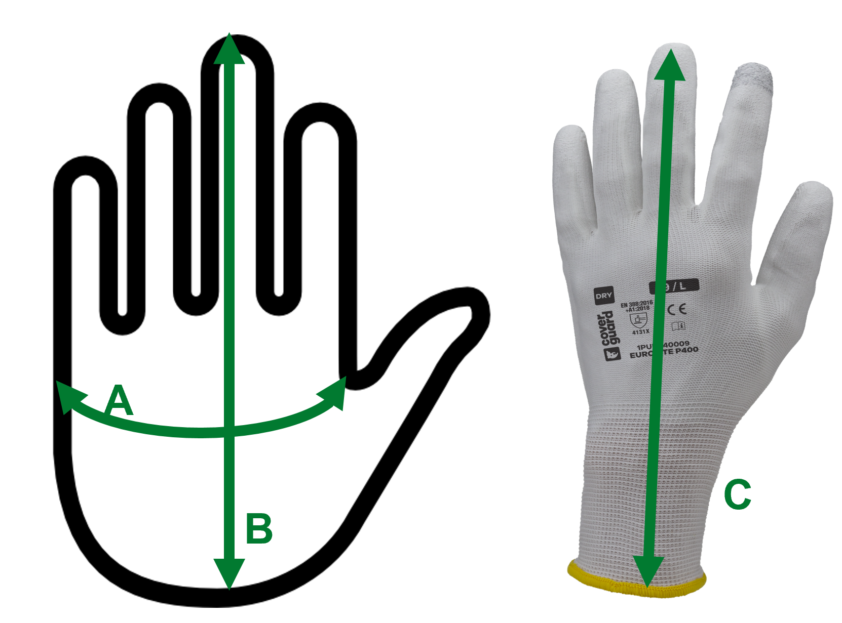 Illustration des dimensions du gant
